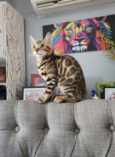 Gato Bengal Sangre Importada