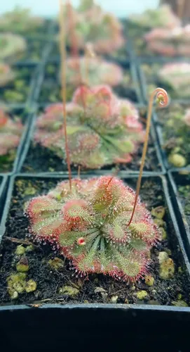 Drosera Spatulata Carnivora Semillas