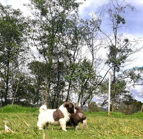 Imagen 6 de 6 de Cachorros Akita Americano. De Montaña Criadero Canino
