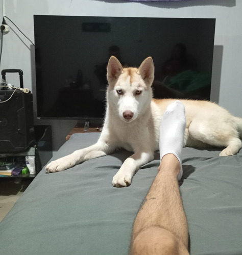 Husky Siberiano Manto Beige Y Gris