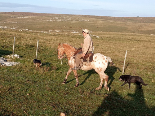 Imagen 5 de 8 de Caballo Manso Pero Geñoso