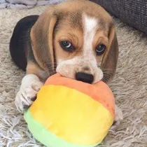 Comprar Beagle Tricolor 060