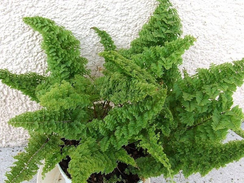 Helecho Aliento Bebe Planta Nephrolepis Exaltata Noorvodi Mercado Libre Helecho Aliento Bebe Planta Nephrolepis Exaltata Noorvodi Mercado Libre