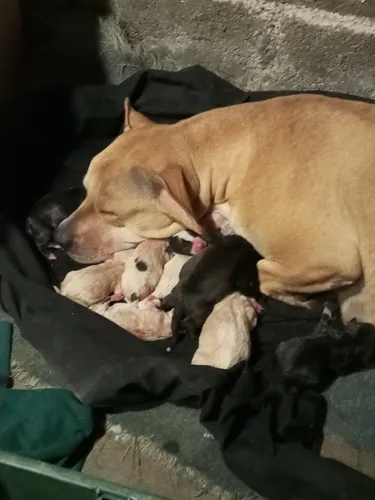 Pitbull Cachorros
