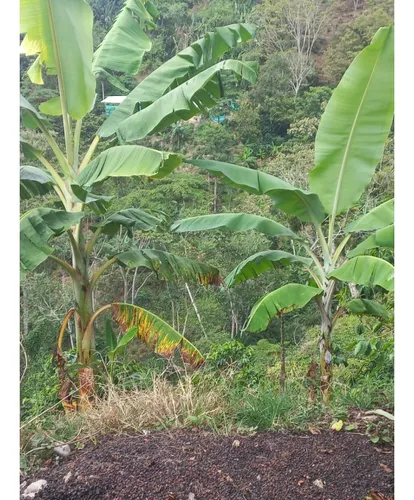 Se Vende Finca Córdoba Quindío