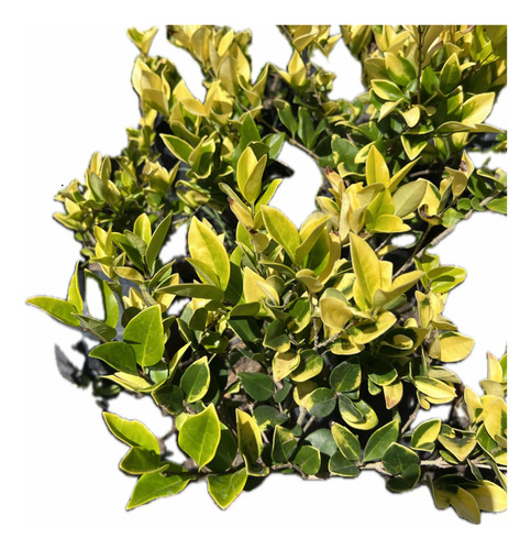 Planta Cerco Vivo Oleo Texano Aurea
