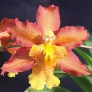 Orquídea Wilsonara Aloha Sparks Halloween Adulta- Touceira