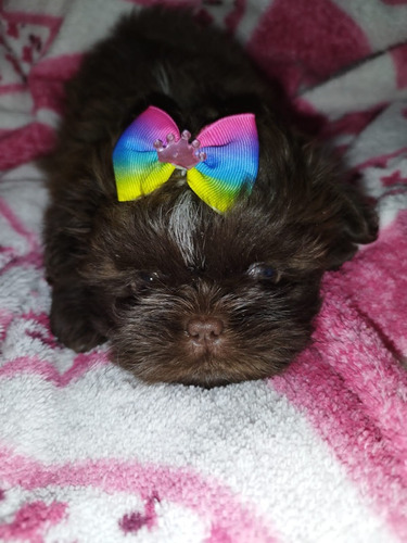 Shih-tzu Fêmea Chocolate 