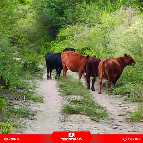 Campo De 1400 Hectareas Sobre Ruta 51 A 5 Kms De Chancani Y 70 De Villa Dolores Cordoba