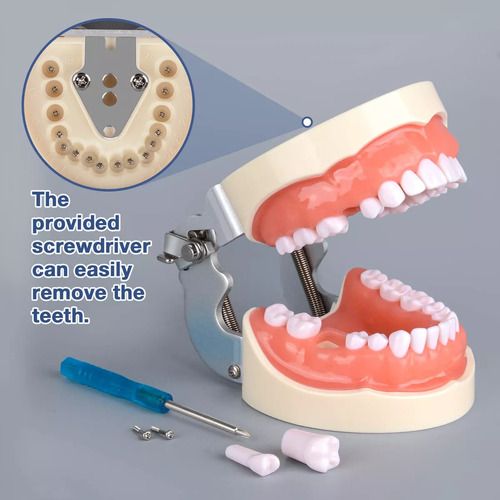 Typodont Modelo De Dente Com 32 Dentes Removíveis