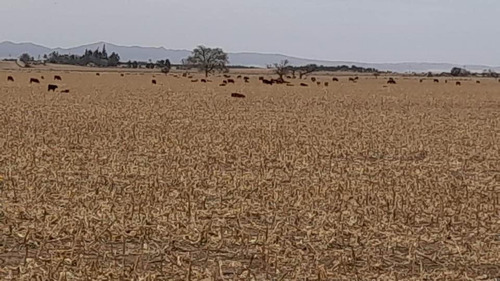 Imagen 14 de 14 de Vendo Campo 320 Hectáreas