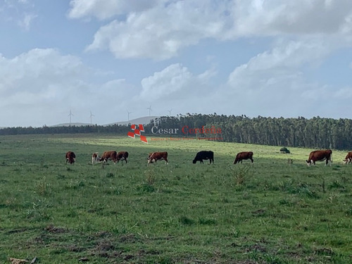 Venta - 5 Has En Sierra De Los Caracoles- Ref: 1568