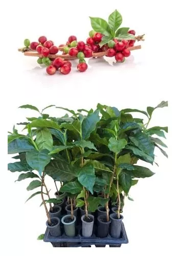 Café Conilon - Kit Com 350 Mudas - Prontas Para Plantio Decora Garden