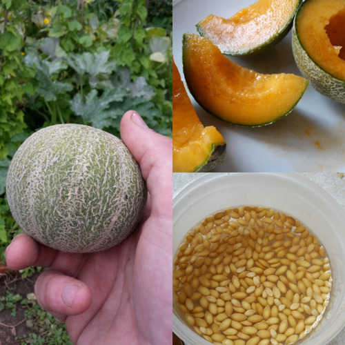 20 Semillas De Mini Melon Para Macetas Y Huertas Minnesota
