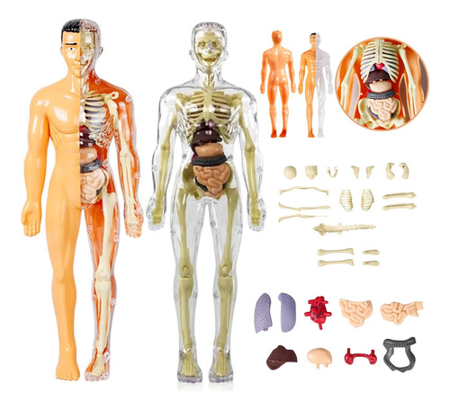 Usoway Modelo De Anatomia Del Cuerpo Humano 3d (half Y Total