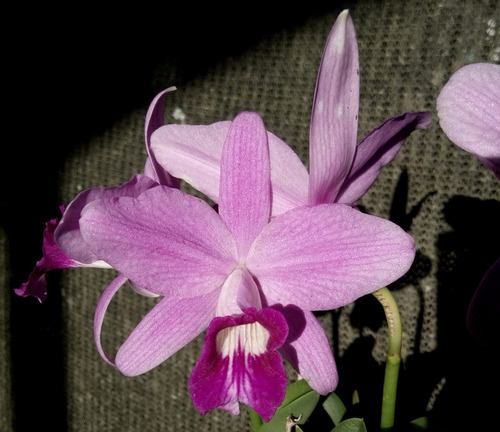 Laelia Sincorana Var Venosa