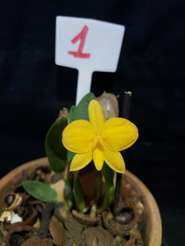 Orquidea Sophonites Coccinea Amarela (flava) Planta Rara.!! | Frete grátis