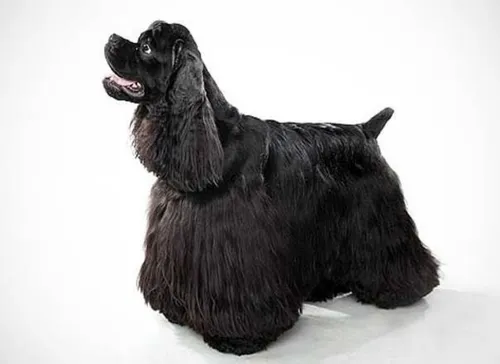 comprar Cocker Spaniel Americano Cachorros