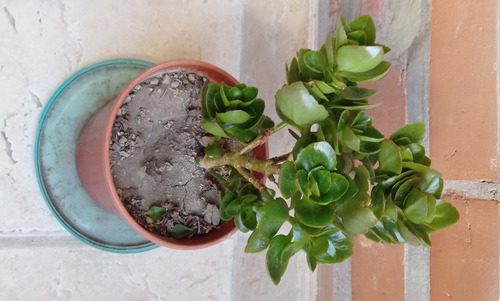 Kalanchoe Blossfeldiana Arbolito Frondoso Maceta 14