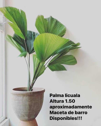 Plantas De Lujo Con Maceta Incluida
