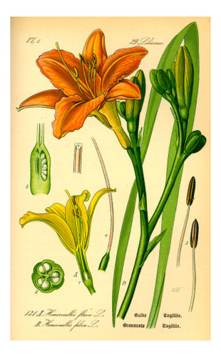 Lirio - Botánica - Otto Wilhelm Thomé - Lámina 45x30 Cm.