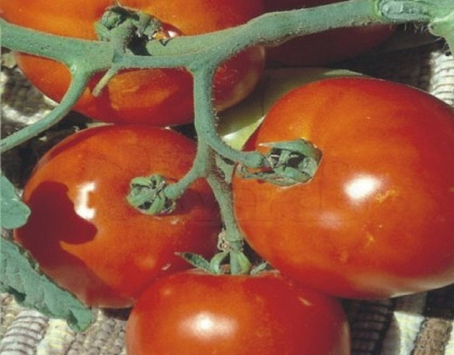 Sementes Tomate Rasteiro Rio Grande-envio Gratuitamente