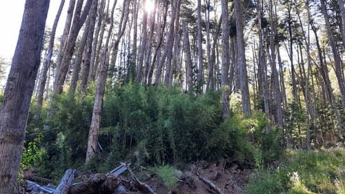 Imagen 9 de 22 de Venta Lote 1700 M2 En Bosque Villa La Angostura