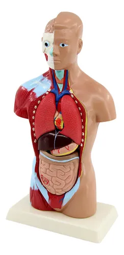 Muñeco cuerpo humano para niños on sale