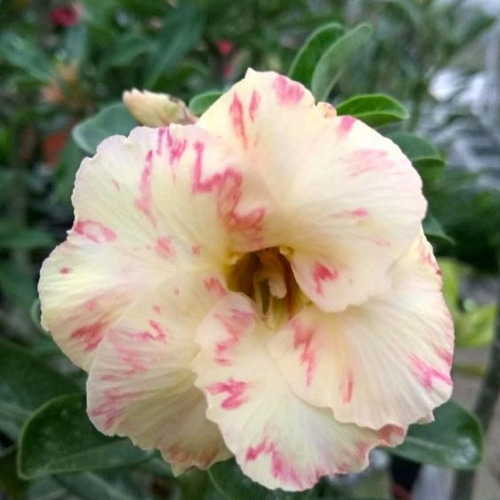 Adenium Amarillo Mancha 