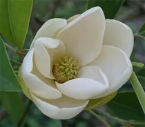 Comprar Semillas De Arboles De Plantas Raras 10 Semillas De Magnolia
