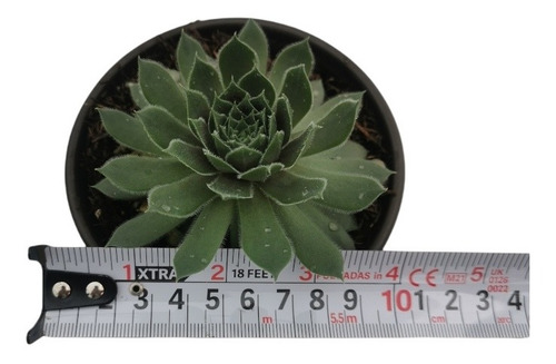 Sempervivum Kalinda Set 3 Pzas