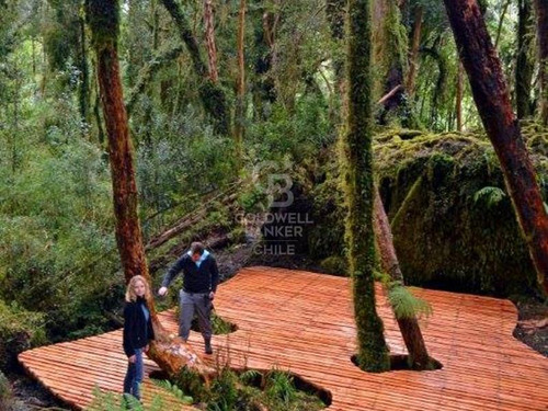 Campo. Parque Tepuhueico