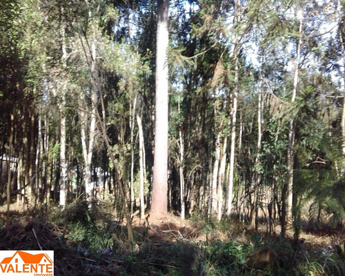 Imagem 4 de 8 de Chacara - Ch00024 - 69487829