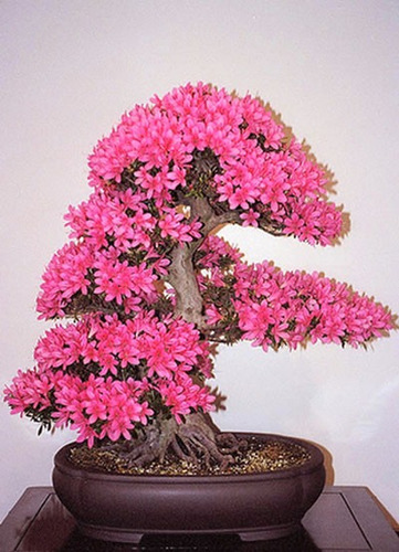 Imagem 2 de 6 de Árvore De Judas Ou Amor Bonsai Cercis Siliquastrum Sementes