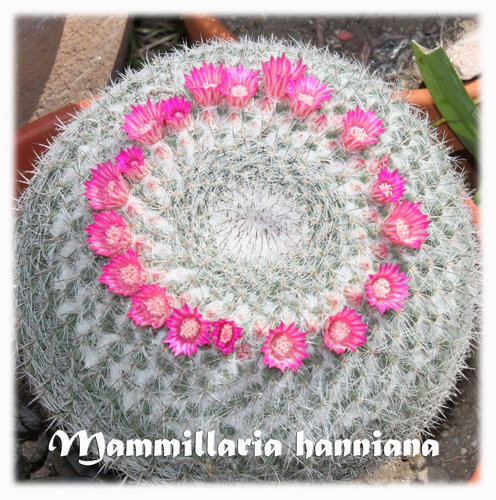 Semillas De Cactus Suculentas Mammillaria Hahniana Mamilaria