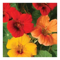 Comprar Sementes De Capuchinha Ana Majus Sortida 50gr De Sementes