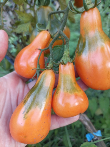 Semillas Tomate Mila! Muy Raros Variedad Única Y Exclusiva