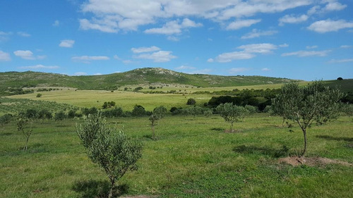 Las Pircas Espectacular Olivar 46ha A Minutos De Punta Del Este