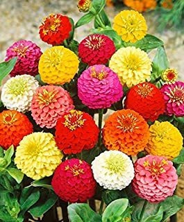 Nika Seeds Flores Hermosas Enanas Zinnia Elegans Enano Lilli