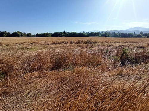 Terreno Agrícola En Venta, Campo De 60 Ha, Teno