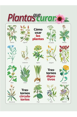  Revista Plantas Que Curan 