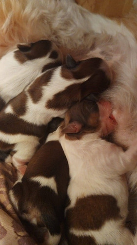 Imagem 3 de 5 de Vendo Filhotes De Shih-tzu Puros (3machos E Uma Fêmea)
