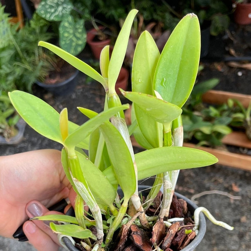 Orquídea Exótica Coleção Rara Cattleya Intermedia X Forbesii