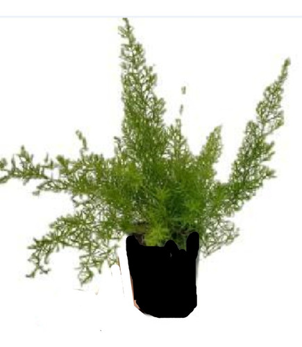 Planta - Asparagus ( Exclusiva ) Exelente - No Hago Envios