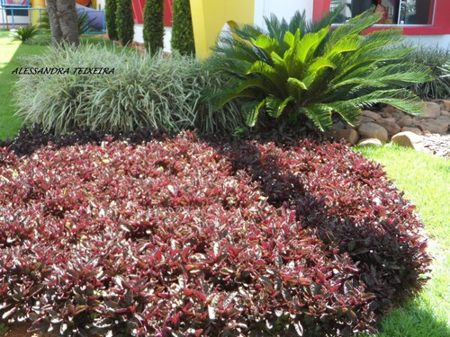 30 Mudas Hemigrafis Raiz Nua Otima Para Jardim Vertical