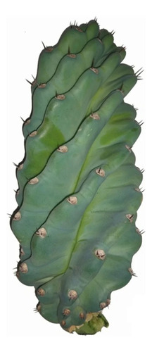 1 Estaca Cacto Parafuso Saudavel