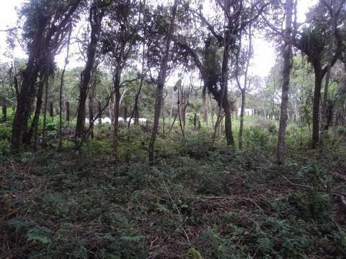 Lote De Chácara Com 14000 M², Em Itanhaém/sp Ch039-pc