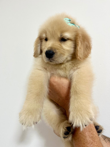 Filhotes De Golden Retriever Padrão Robusto E Peludo Dourado