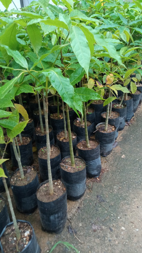 Plantas De Apamate Rosado
