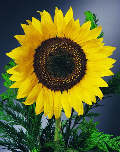 Semilla De Girasol Gigante (40 Sem.) Hortyjardín